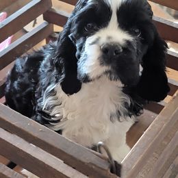 Cocker Spaniels from Show'NTail Cockers