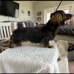 Mia - Dachshund