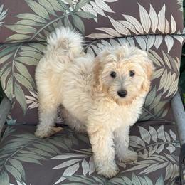 Peanut - Cream female Labradoodle puppy in Somerset, California from Annie’s Animals