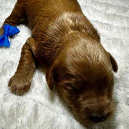 Chevy - Red male Bernedoodle puppy in Horseshoe Bend, Idaho from Over the Moon Poodles and Doodles
