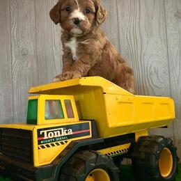 Cavapoos and Maltipoos from North Texas Puppies