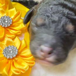 Txix - Phantom female Poodle puppy in Lakeland, Florida from Gulfside Poodles