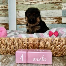 German Shepherd Puppies from Aus Dem Meer