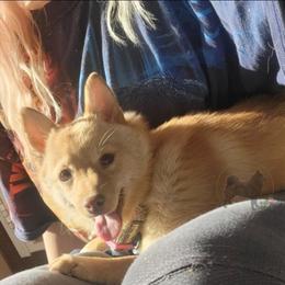 Mist -Retierd - Schipperke