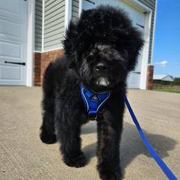 Salvie - Black and white male Aussiedoodle puppy in Lebanon, Missouri from Perkins Pups
