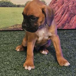 Boxer Puppies from Puppy Patch