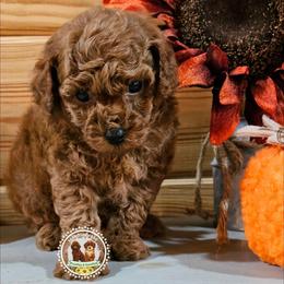 Ferrari - Red  female Poodle puppy in Salem, Missouri from Meadowbrook Poodles