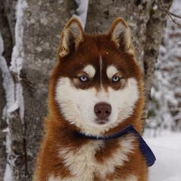Siberian Husky puppies from Running with Huskies