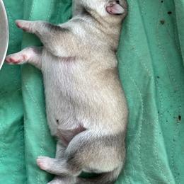 Girl 2 - Silver - Sable and white female Siberian Husky puppy in Independence, Wisconsin from Hito's Huskies