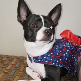 Qwinnie  - Chihuahua