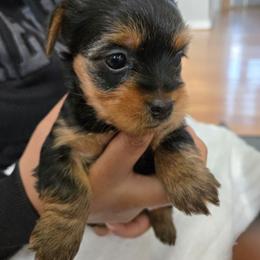 Girl 4 - Black and tan female Yorkshire Terrier puppy in Virginia Beach, Virginia from Andre's Yorkshire Terriers