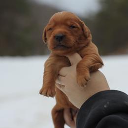 Boy 2 - Dark golden male Golden Retriever puppy in Lucasville, Ohio from Trusting Hearts Kennel