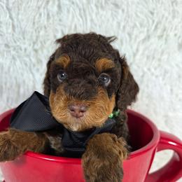 Cappuccino (Chino) - Red phantom male Aussiedoodle puppy in Haleyville, Alabama from The Cuddly Dood Ranch