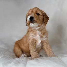 Red (Boy 1) - Red  male Goldendoodle puppy in Portland, Oregon from Smith Family Doodles