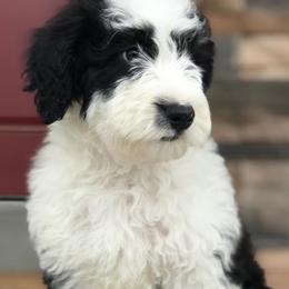 Aussiedoodles and Bernedoodles from Deer Canyon Family Doodles