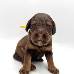 Brownie - Phantom male Bernedoodle puppy in Mount Pleasant, Tennessee from Doodle My Heart