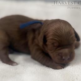 Blue Collar Boy - Red  male Goldendoodle puppy in Pleasant Hill, Iowa from Harvest Creek