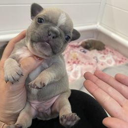French Bulldog puppies from Home Grown Frenchies