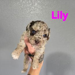 Lily - Red merle female Aussiedoodle puppy in Loveland, Colorado from A&L Ranch Aussiedoodles
