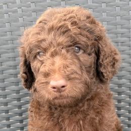 Journey - Chocolate male Goldendoodle puppy in Joilet, Montana from L&Z Goldendoodles