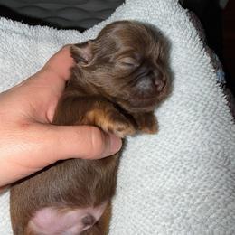 Goose - Liver male Shih Tzu puppy in Kettering, Ohio from The Ruff Life Tribe
