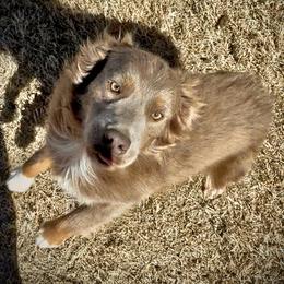 Grizzly - Red male Miniature Australian Shepherd puppy in Lubbock, Texas from Baby Storm Kennels