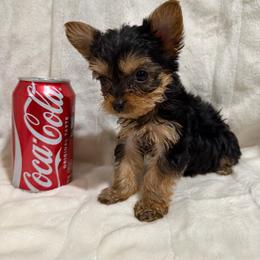 Girl 2 - Black and gold female Yorkshire Terrier puppy in Pomona, California from Cristian's Yorkshire Terriers