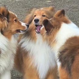 Shetland Sheepdogs from Costa Del Sol Shelties