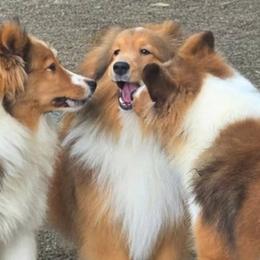 Shetland Sheepdogs from Costa Del Sol Shelties