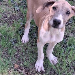 JayJay - Merle female Great Dane puppy in Cunningham, Kansas from Garden Grove Great Danes