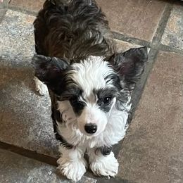 Chinese Crested Puppies from Whatadog Chinese Crested