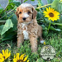 Apricot wavy - Yellow and white male Bernedoodle puppy in Graham, Texas from 2 Rose Ranch Doodles