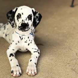 Blue collar LUA - White and black male Dalmatian puppy in Hawkins, Texas from Snow Dalmatians