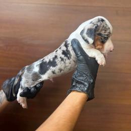 Ronny - Dapple male Dachshund puppy in Modesto, California from Raws Doxies