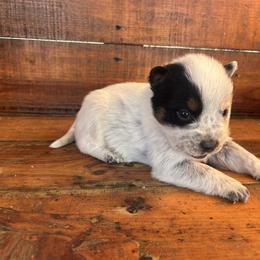 Boy 3 - Blue speckled male Australian Cattle Dog puppy in Mooresboro, North Carolina from Grog Creek Kennel