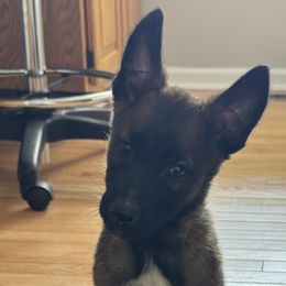 Belgian Malinois from Minimal Mal