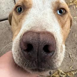 Sutton - Yellow merle male Catahoula Leopard Dog puppy in Okeechobee, Florida from Lazy 44 Catahoulas