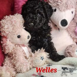 Welles - Black male Poodle puppy in Harrisonville, Missouri from Kurly Q Poodles
