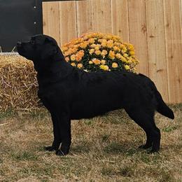 Notty - Labrador Retriever