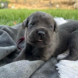Nyx - Gray female Cane Corso puppy in Utah from 3Lake Kennelz
