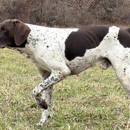 Hero - German Shorthaired Pointer