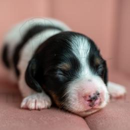 Maison Perrier - Piebald male Dachshund puppy in Temecula, California from Naomi Magee's Dachshund Kennel