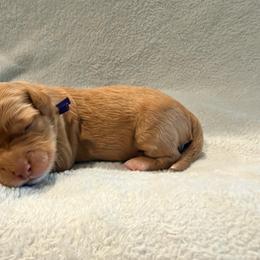 Purple Puppy - female Golden Mountain Doodle puppy in Fulshear, Texas from Summer Conner