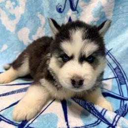 AKC Jack - Black and white male Siberian Husky puppy in Centreville, Maryland from Huskies By the Bay