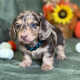 Briggs - Dapple male Dachshund puppy in Lincoln, Arkansas from Red Dirt Dachshunds