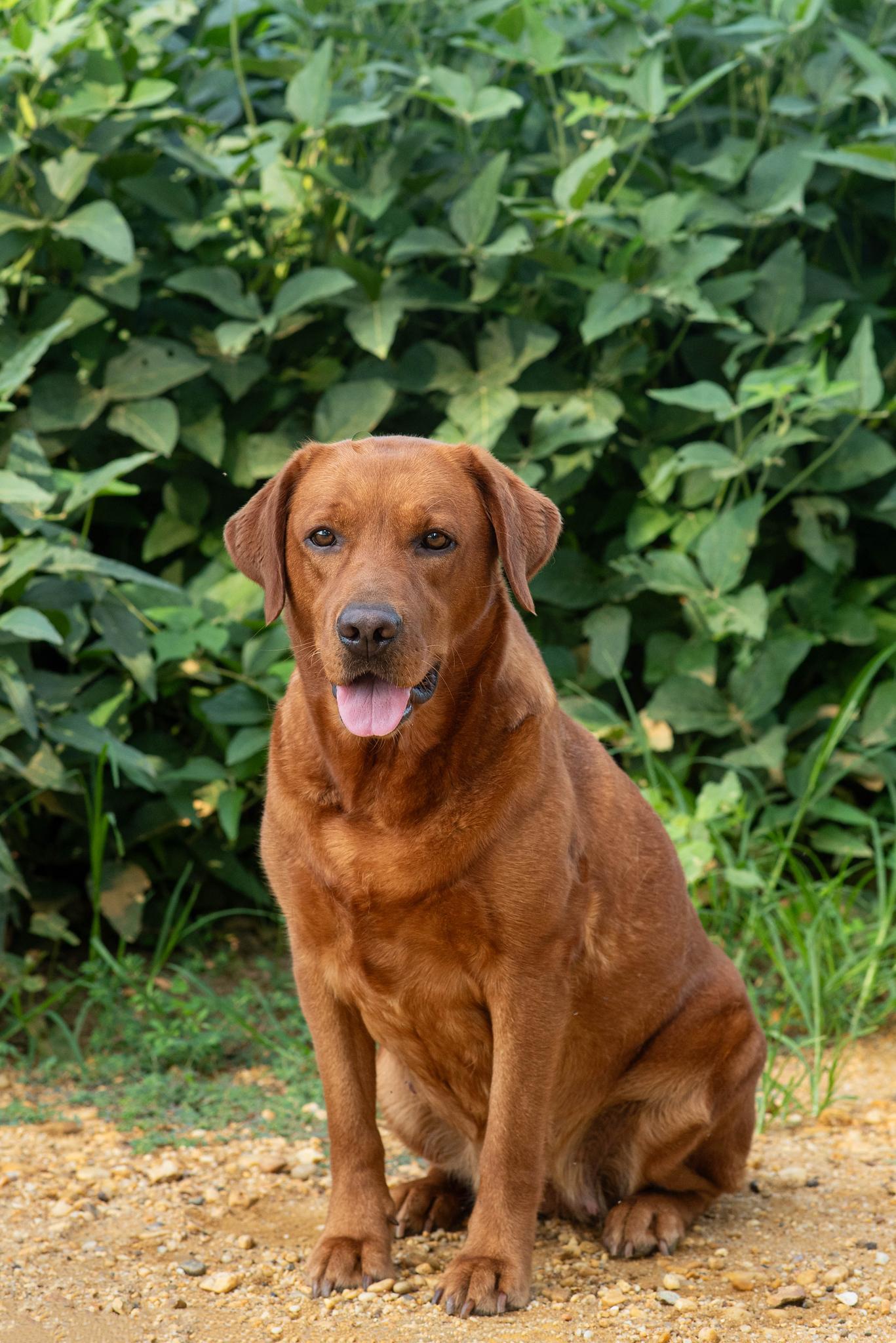 Reba