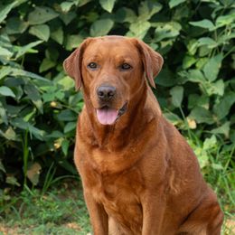 Reba - Labrador Retriever