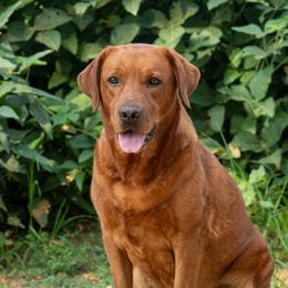 Reba - Labrador Retriever