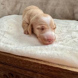 Hank - Cream male Dachshund puppy in Franklin, Tennessee from Wendy's Weenies