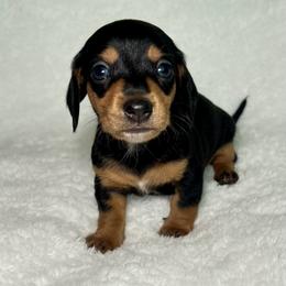 Dachshund Puppies from Mini Dachshund Pups LB